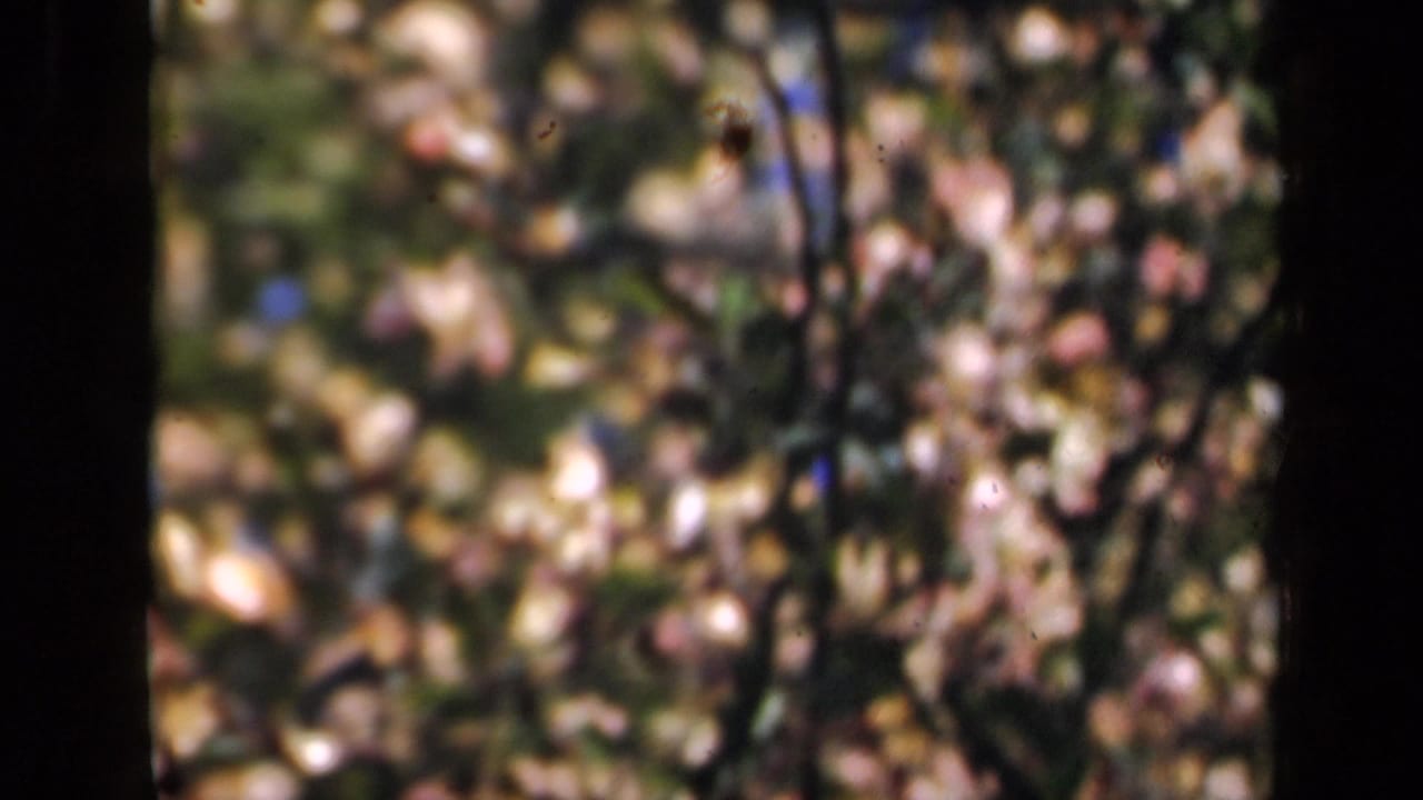 Soft-focus 8mm close view of pale blossoms and branches, with green foliage blurred in the background.