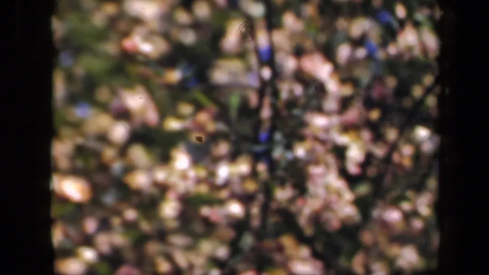 Handheld 1941 New York 8mm view of flowering branches and foliage rendered in soft focus with warm color.