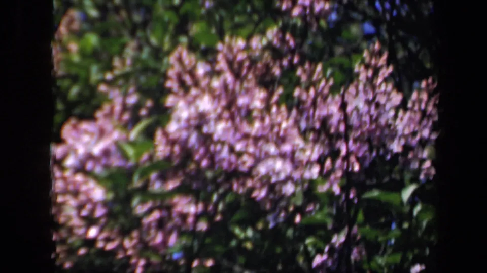Close 8mm view of pink blossoms and surrounding leaves, consistent with the 1941 New York garden footage metadata.
