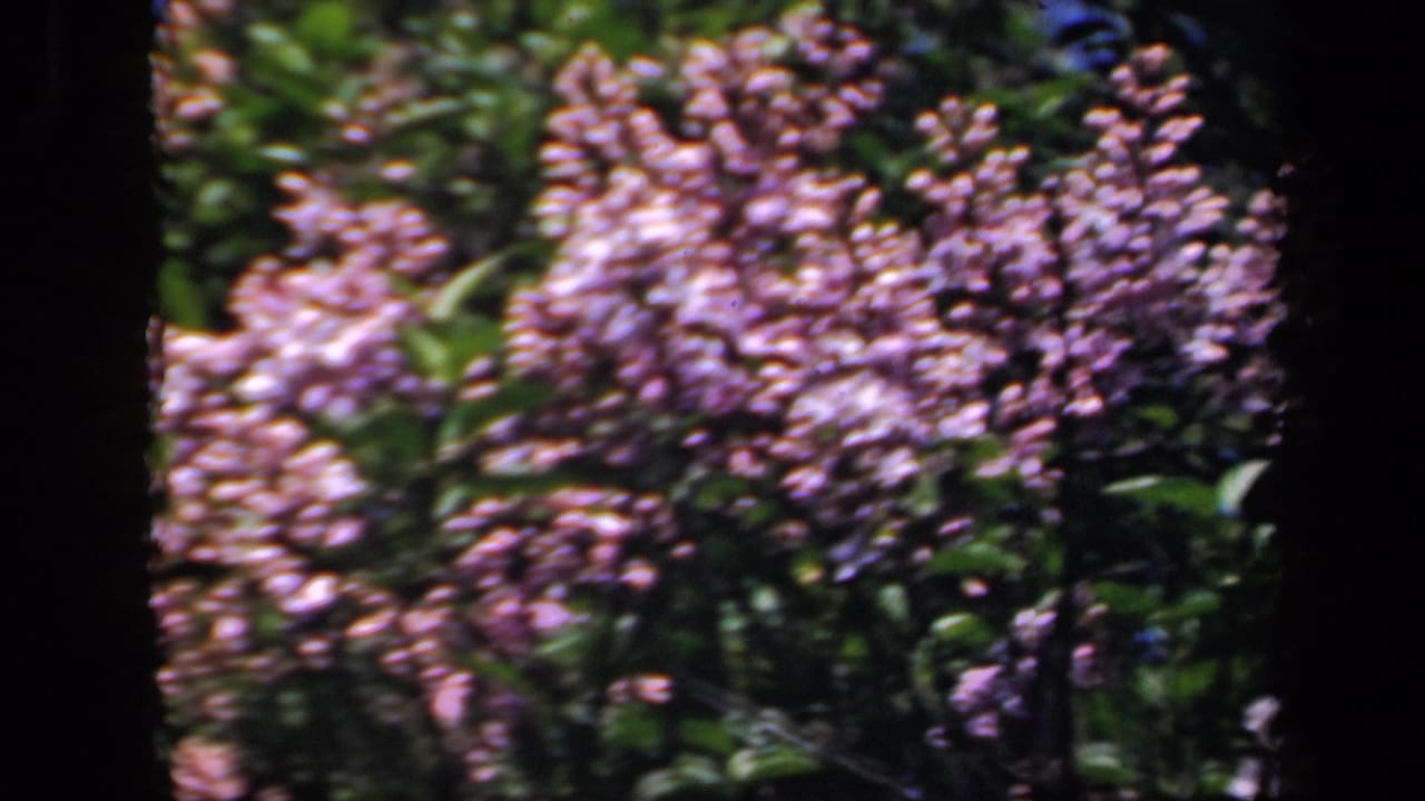 Purple lilac blossoms and green leaves framed by dark film borders.