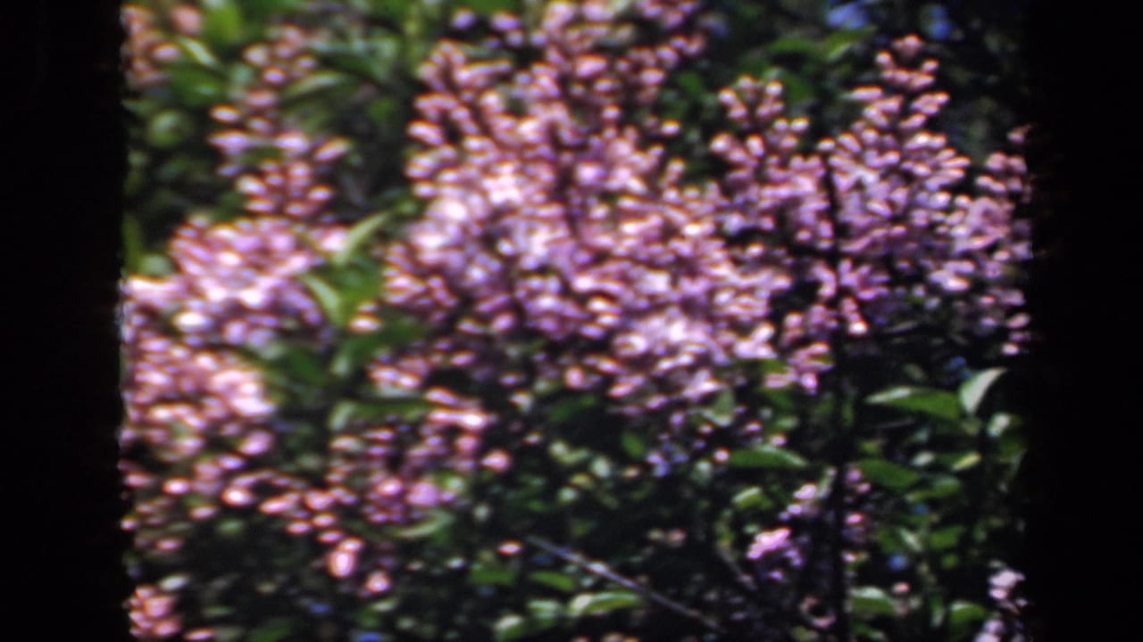 1941 New York home-movie frame with lilac blossoms, leafy branches, and slight wind-softened blur.
