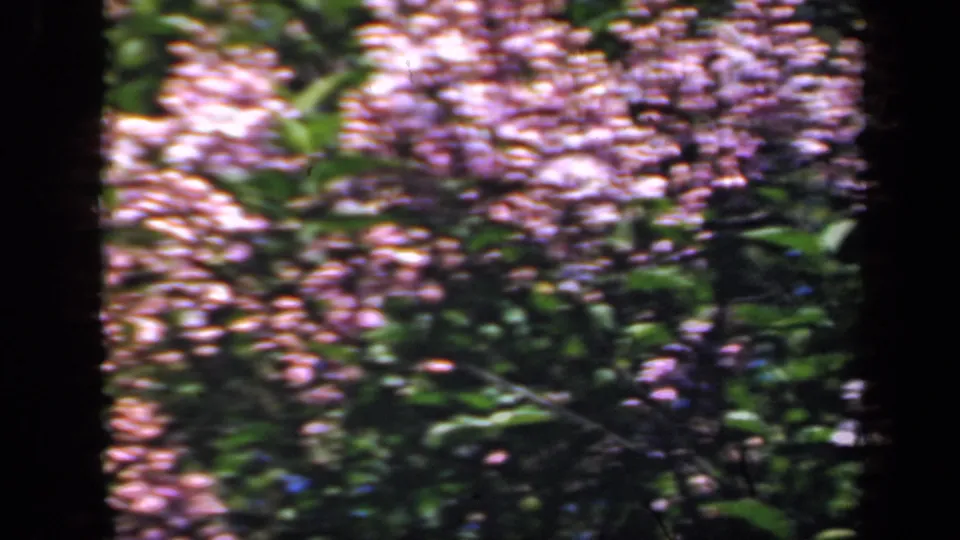 1941 New York 8mm still with lilac blossoms and green leaves shifting softly in a garden setting.
