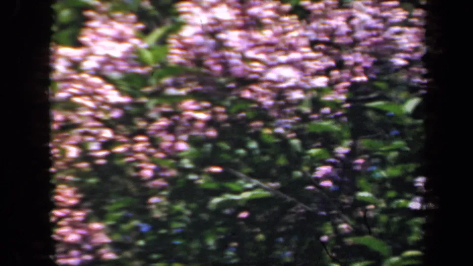 Blurred lavender-white flowers and green leaves in a 1941 New York 8mm frame, with physical film borders visible.