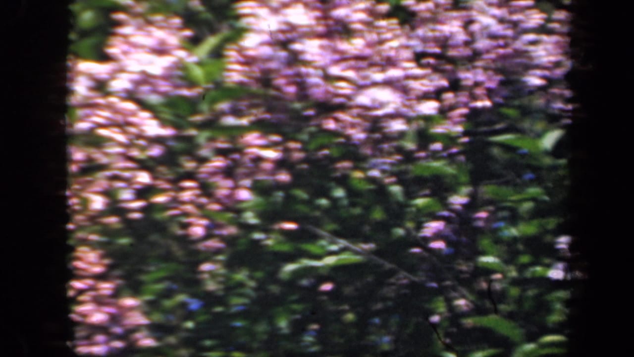 Soft-focus purple blossoms and green foliage framed by black 8mm film borders.