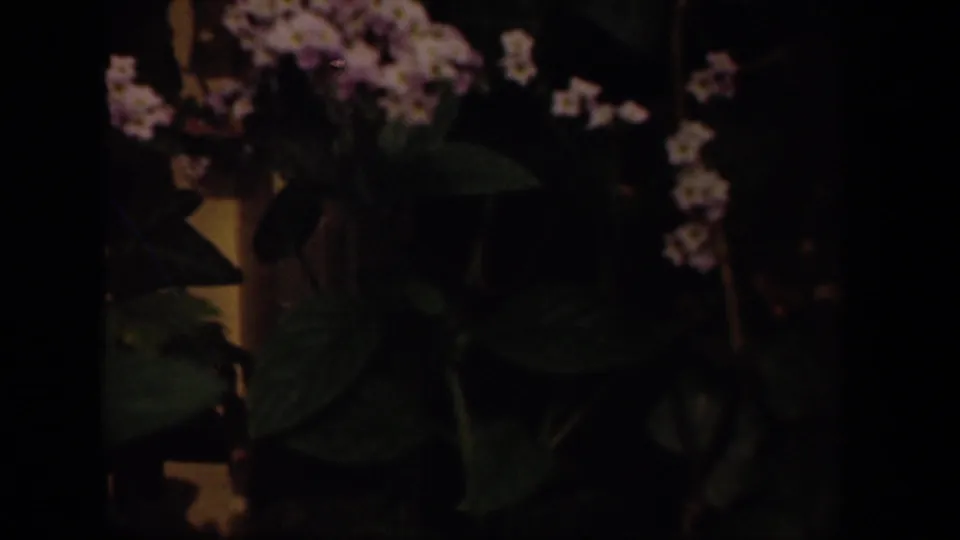 Close home-movie view of green leaves and small pink-white flowers, darkened by underexposure and film fading.