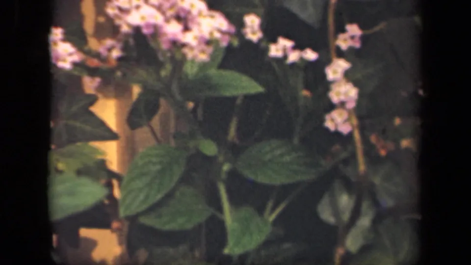Close 8mm view of leafy plants and pale blossoms, likely part of the same New York home-movie sequence.