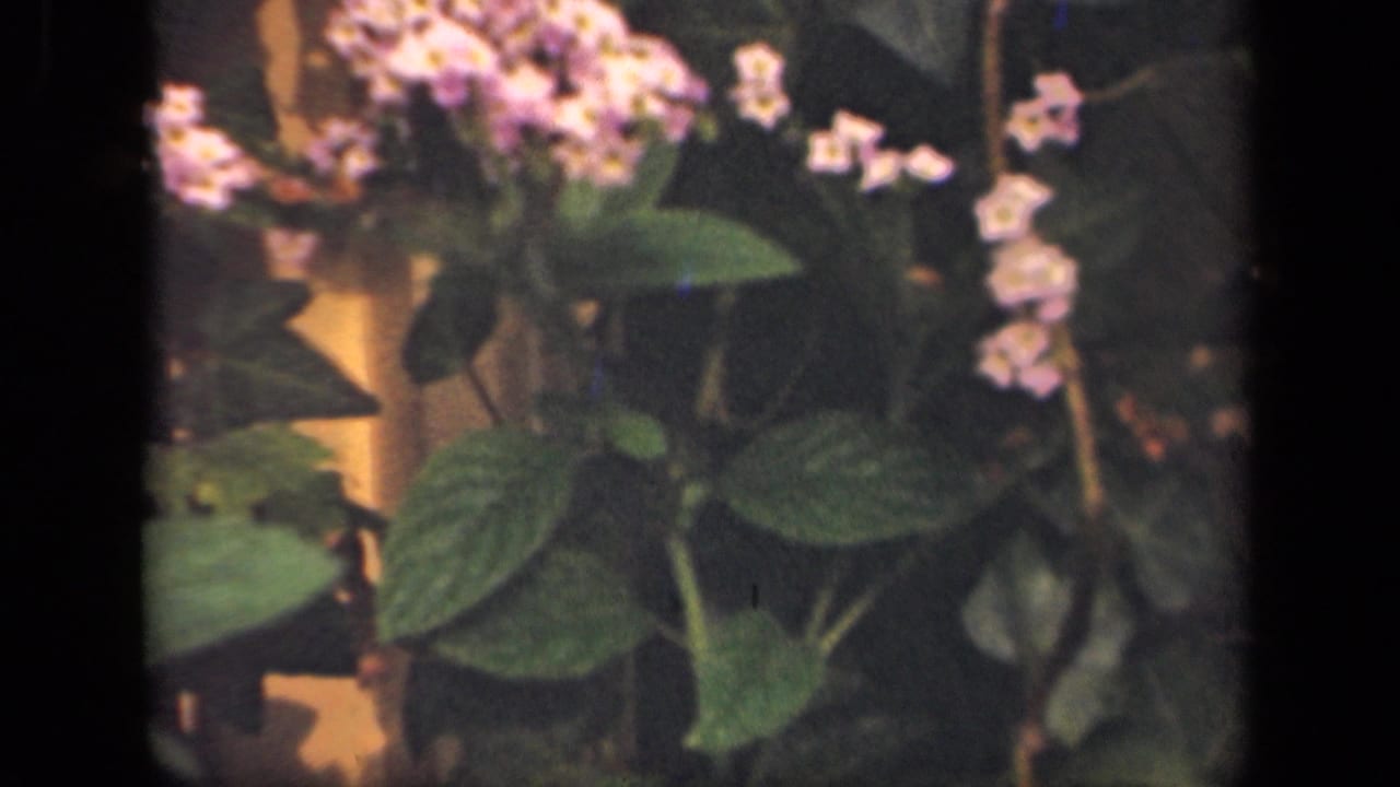 Purple flower cluster and green leaves against a dark background.