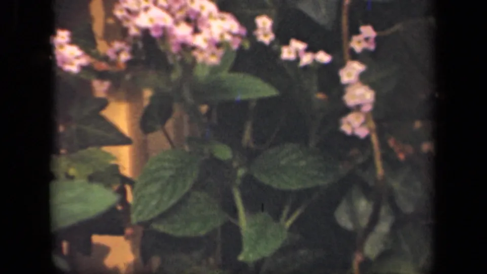 1941 New York 8mm frame showing purple flowers, small pale blooms, and broad green leaves in soft focus.