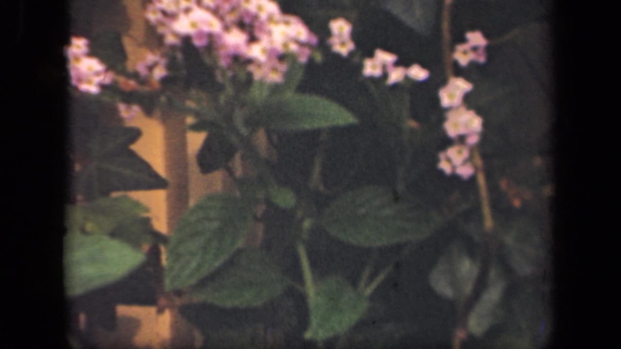 1941 New York home-movie frame with purple blossoms, pale small flowers, and dense green leaves near the film edge.