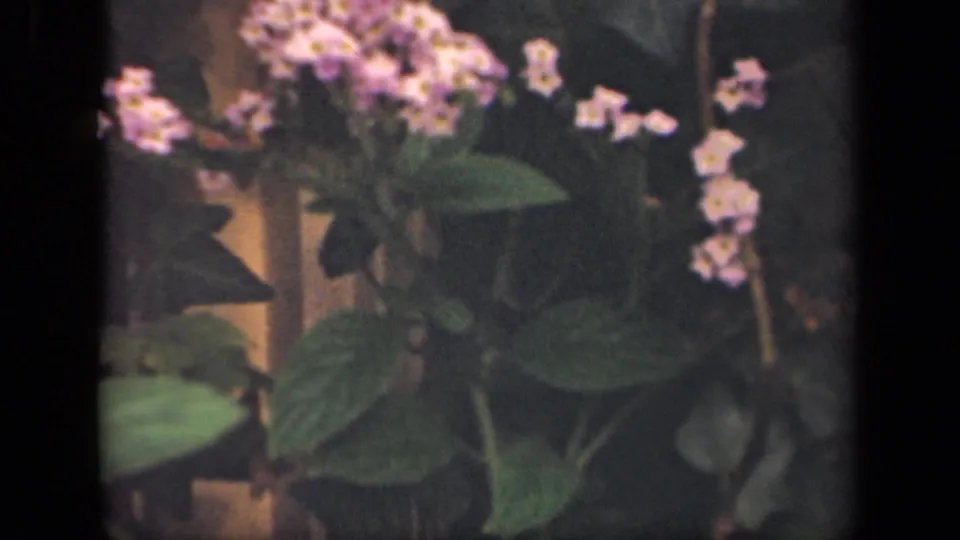 1941 New York 8mm frame showing a close floral view with purple blooms, pale blossoms, and layered green leaves.