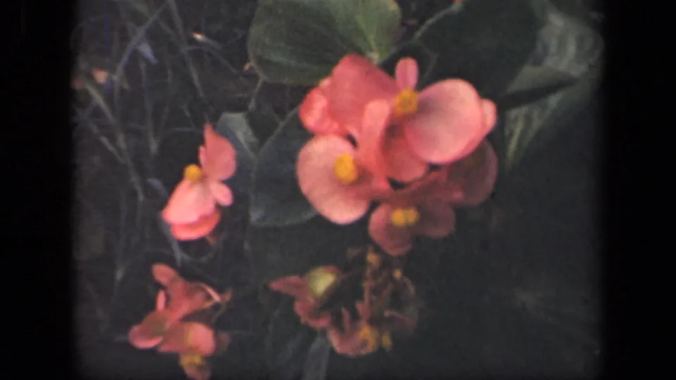 1941 New York 8mm frame showing pink blossoms with yellow centers among dark green leaves and stems.