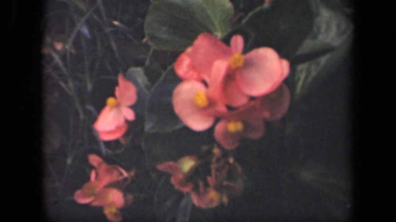 1941 New York 8mm home-movie frame of pink begonias blooming against dark foliage with soft focus and visible film grain.