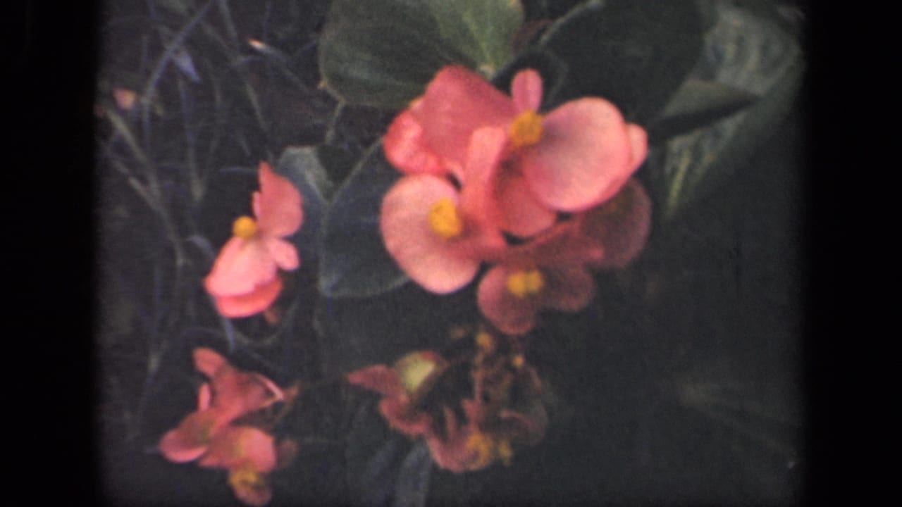 Pink begonias appear in a 1941 New York garden close-up, with yellow centers, dark foliage, and small-gauge film softness.