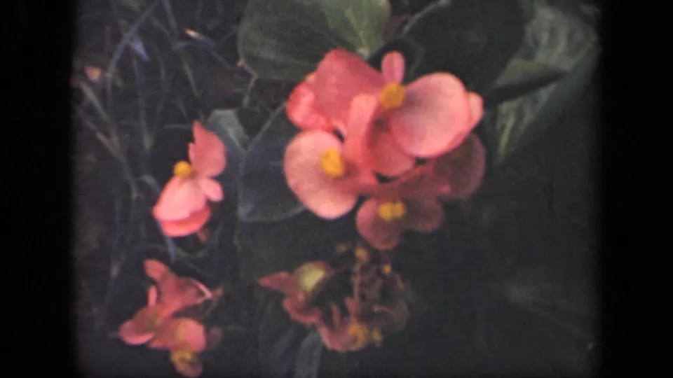 Pink begonias appear in a 1941 New York garden close-up, with yellow centers, dark foliage, and small-gauge film softness.