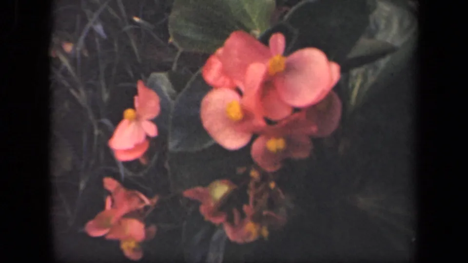 Soft 8mm frame from 1941 New York showing pink begonias clustered among deep green leaves and shadowed garden growth.
