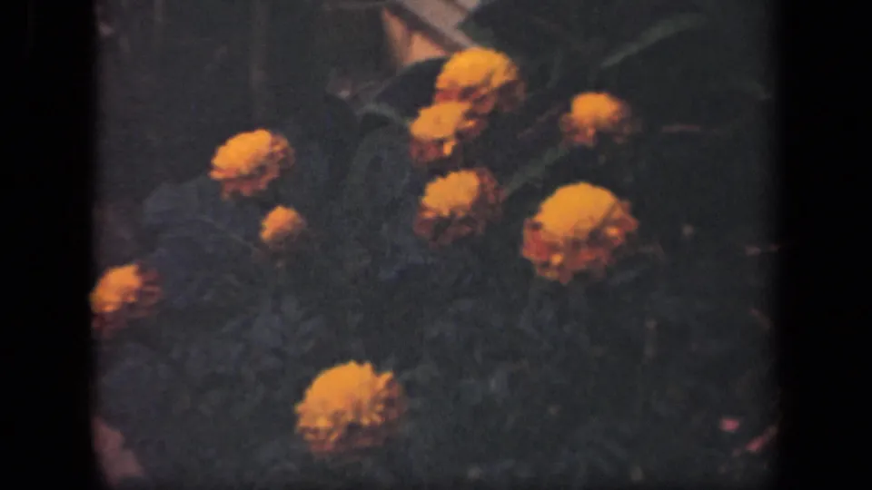 1941 New York 8mm home-movie frame of orange marigolds standing out against shadowed green foliage.