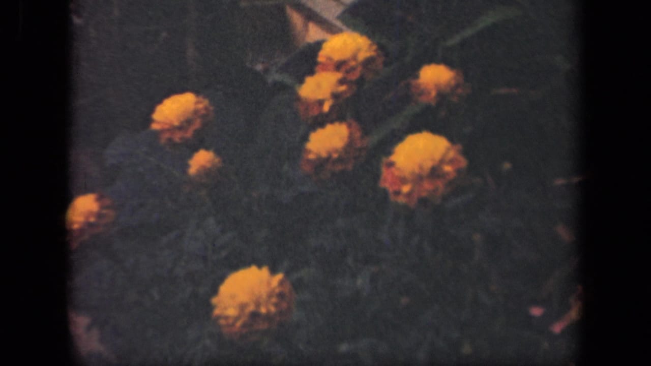 Orange flowers in a dark green garden bed with soft 8mm frame edges.