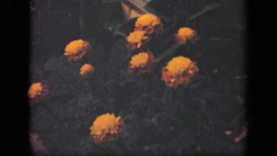 1941 New York 8mm frame showing orange garden flowers against dark foliage in soft focus.
