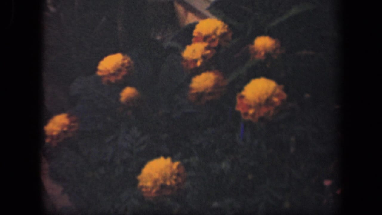 1941 New York home-movie frame of orange flowers clustered in a garden, framed by visible 8mm borders.