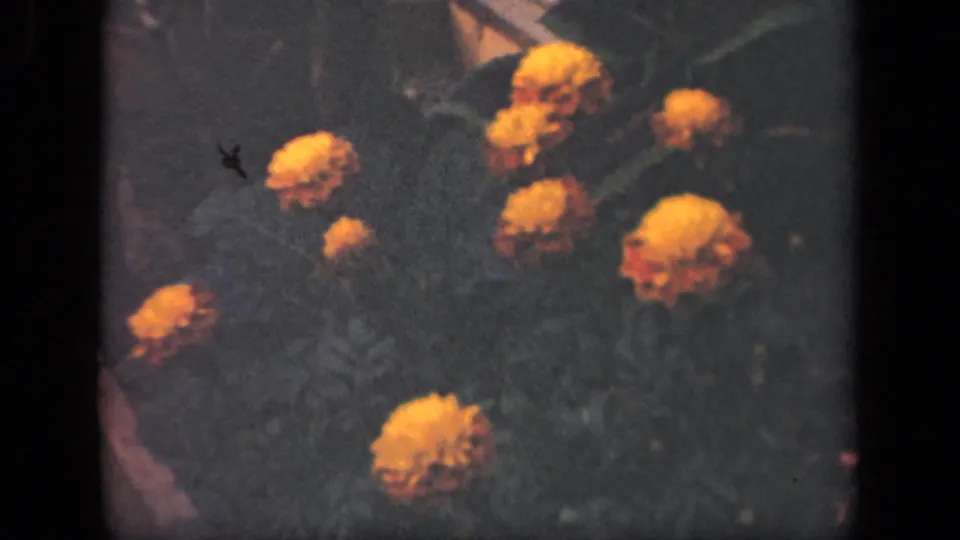 1941 New York 8mm still with orange flowers, dark foliage, and a small dark film mark at left.