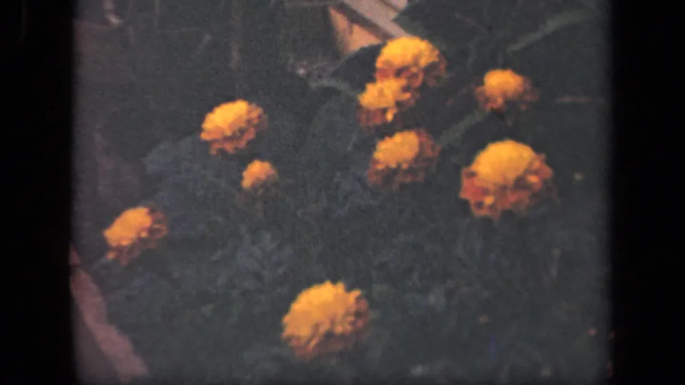 1941 New York home-movie frame showing orange flowers and leafy stems within a soft, grainy 8mm image.