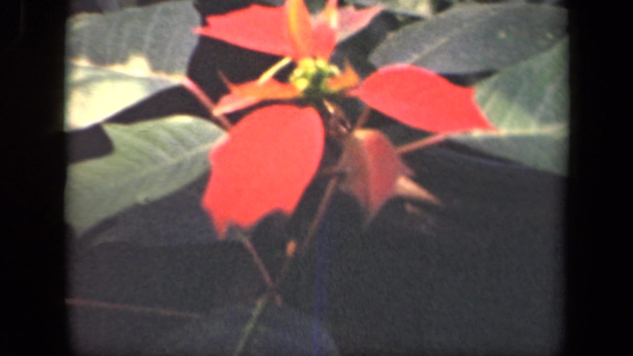 1941 New York 8mm home-movie frame showing a close-up of red bracts, dark leaves, and small flower centers.