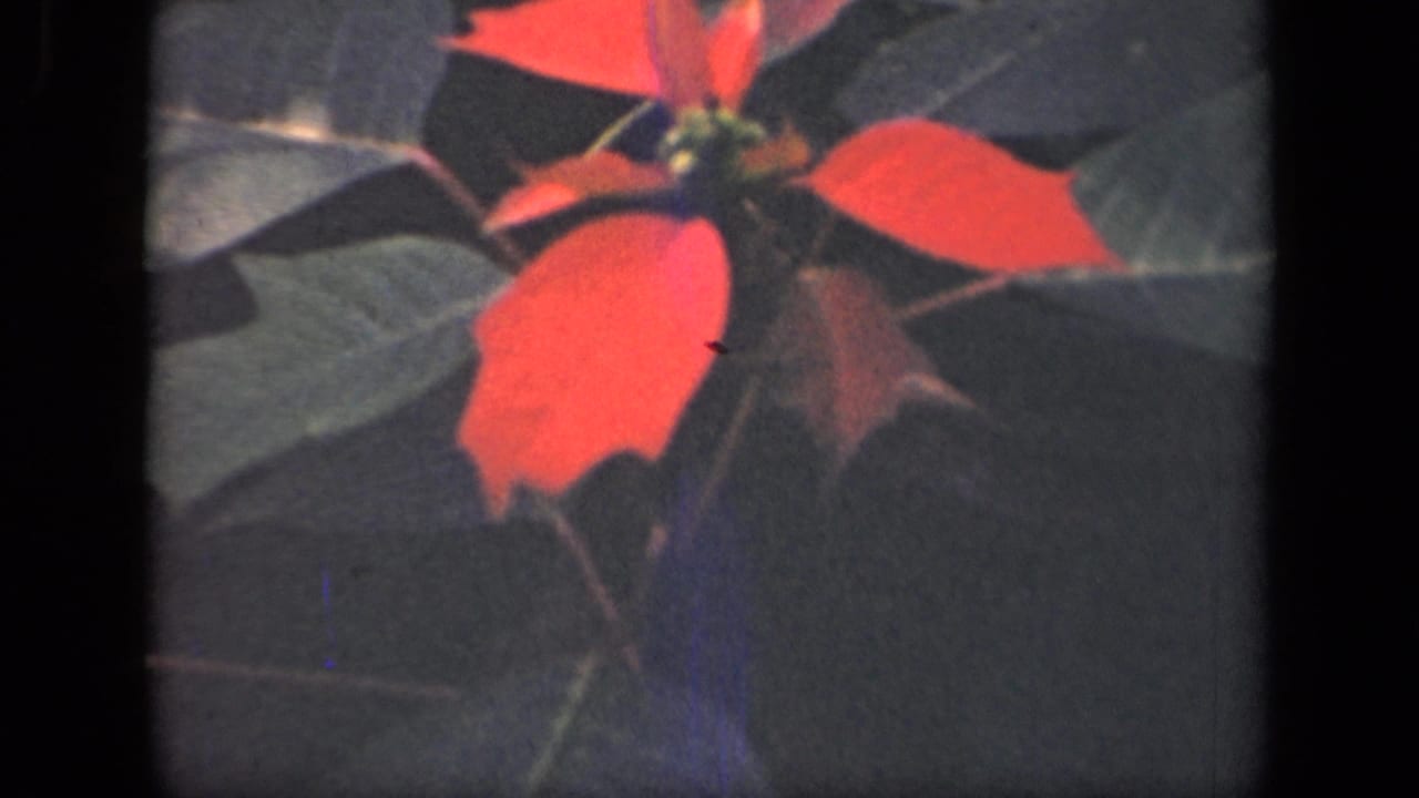 1941 New York home-movie frame with a poinsettia-like plant seen through soft 8mm grain and dark edge borders.