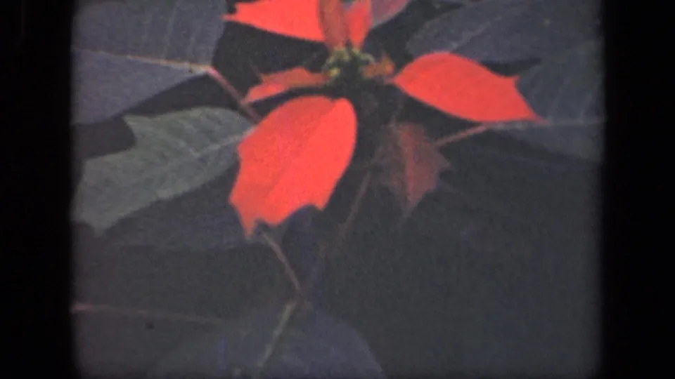 1941 New York 8mm frame showing red bracts, green leaves, and stems in a softly exposed plant close-up.