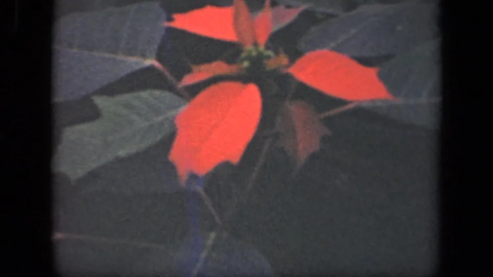Final 1941 New York 8mm frame holds on the red and green poinsettia-like plant with soft grain and frame edges.