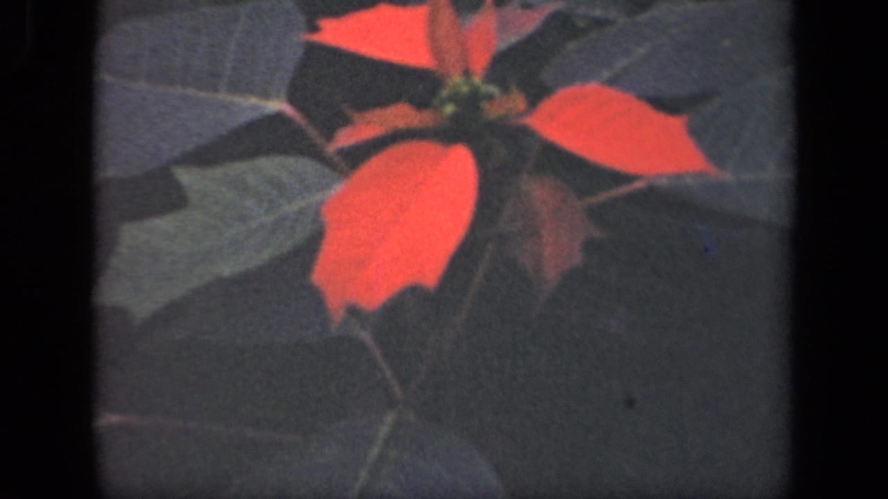 1941 New York 8mm home-movie frame showing red poinsettia-like leaves surrounded by dark green foliage.