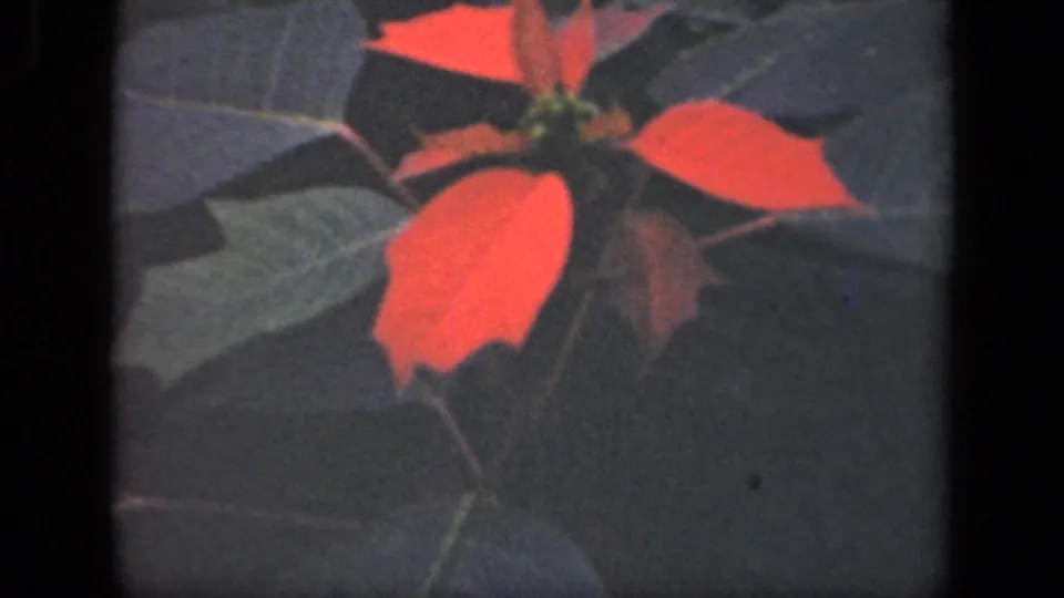 1941 New York 8mm home-movie frame showing red poinsettia-like leaves surrounded by dark green foliage.