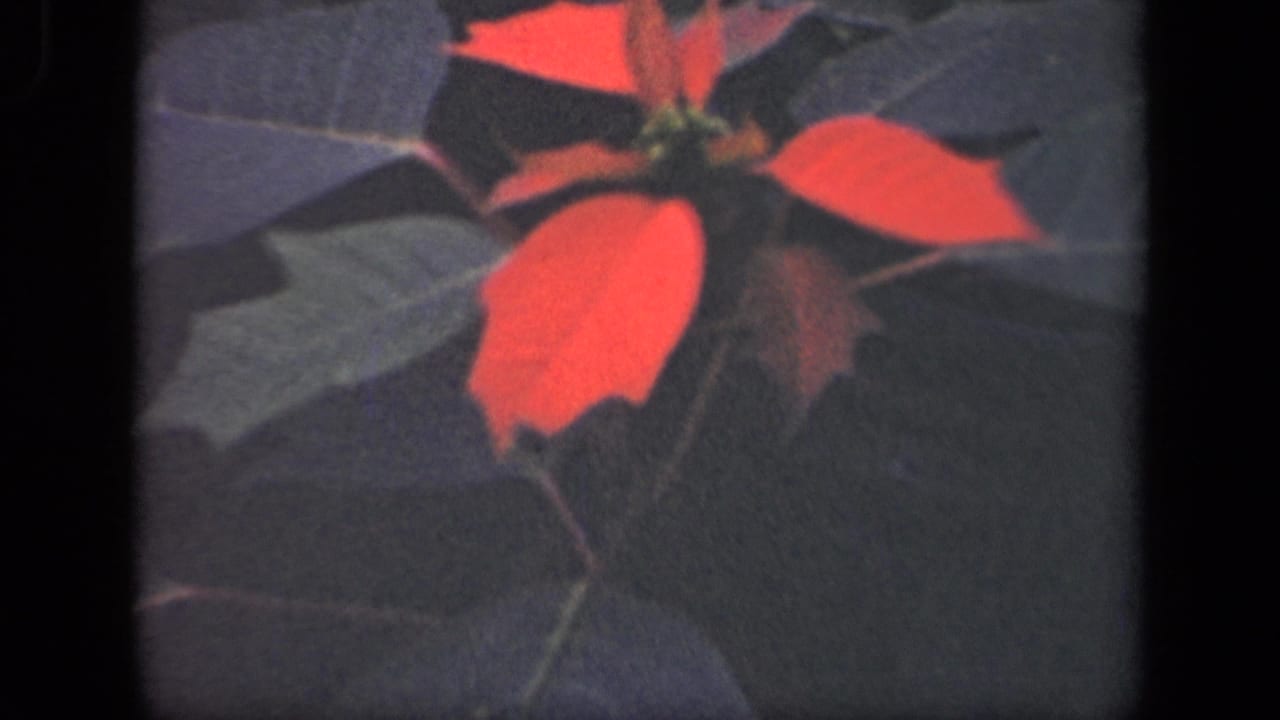 1941 New York 8mm frame with red flower bracts and dark leaves, held in a close garden view.