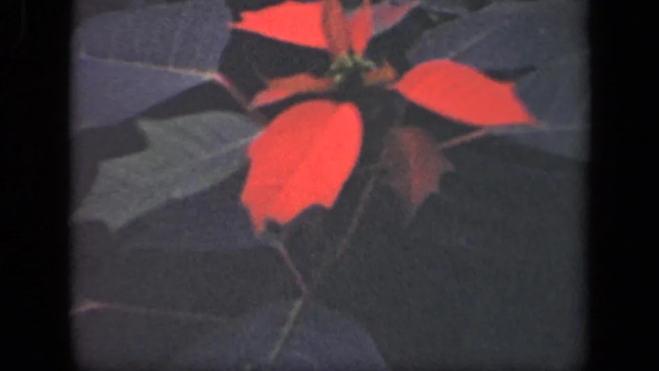 1941 New York 8mm frame with red flower bracts and dark leaves, held in a close garden view.