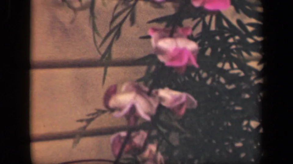 1941 New York 8mm frame showing pink and white blossoms with narrow foliage beside a textured wall.