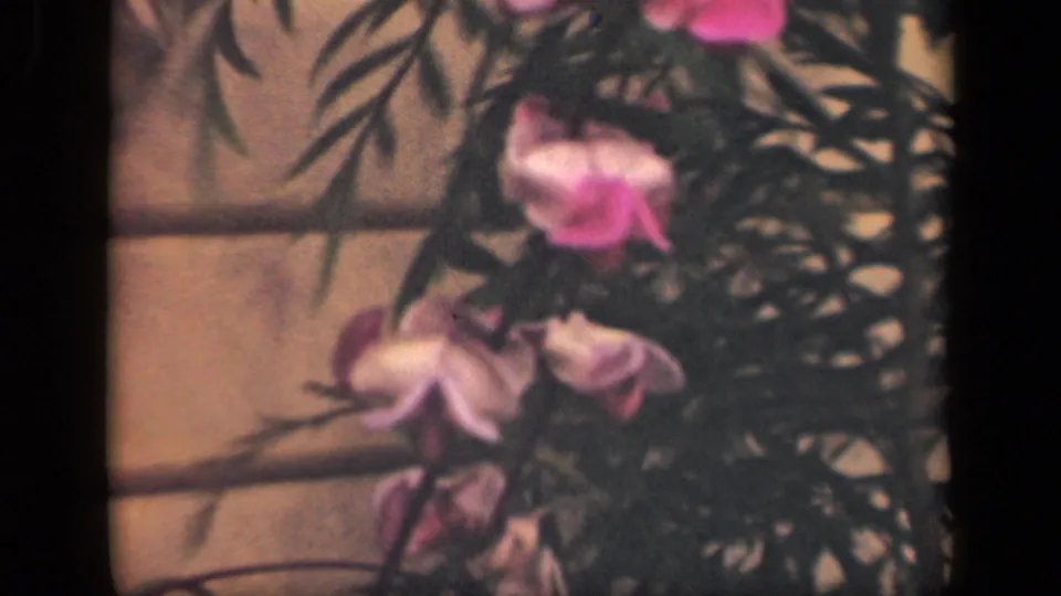 1941 New York 8mm frame with pink flowers, dark foliage, and a tan wall in soft home-movie focus.