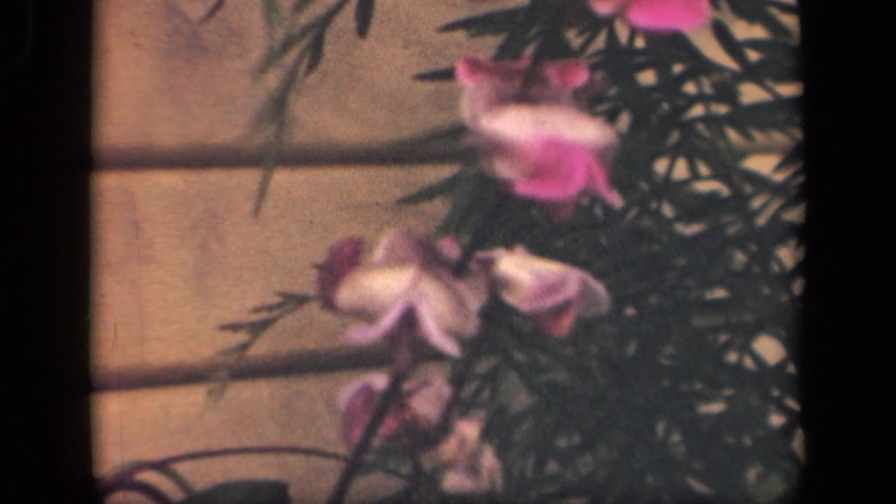 1941 New York 8mm frame showing pink flowers and dark foliage near a light house wall.