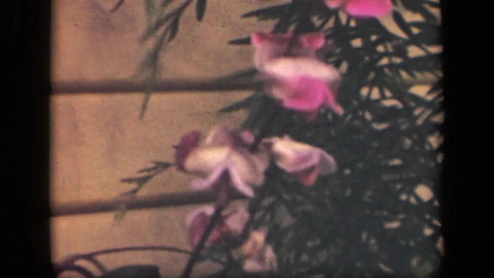 1941 New York 8mm frame showing pink flowers and dark foliage near a light house wall.
