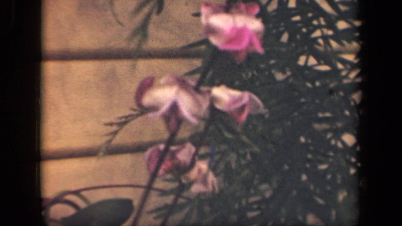 1941 New York home-movie frame with pink blossoms, dark leaves, and a pale exterior wall.