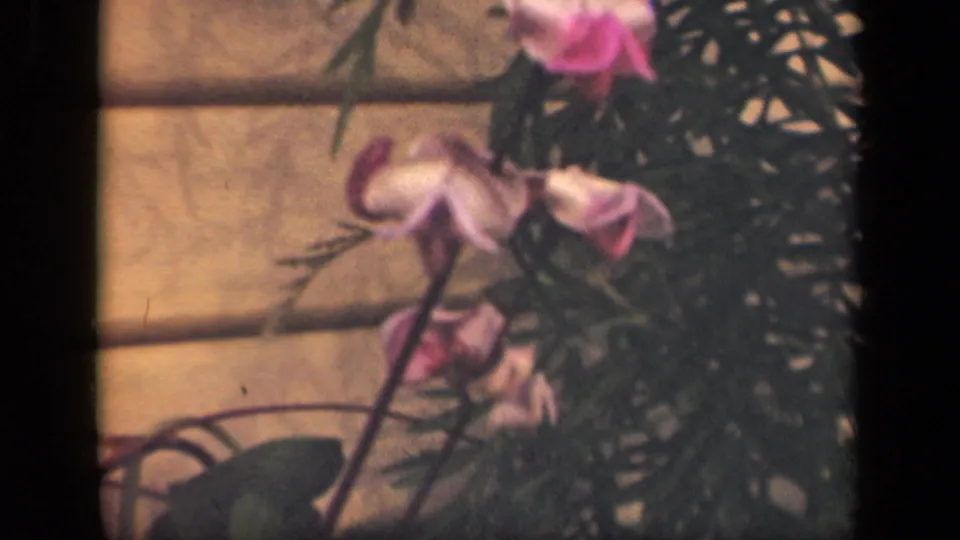 1941 New York 8mm still of pink flowers on stems near a house wall and curved railing.