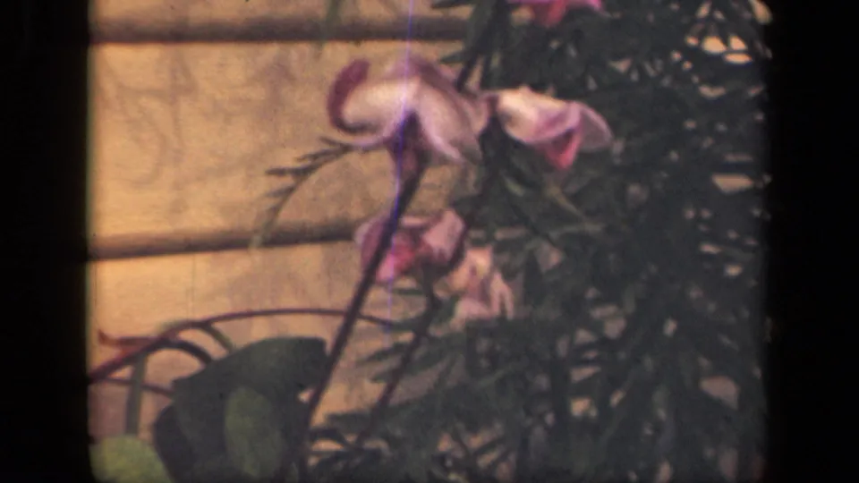 1941 New York 8mm frame showing wind-shifted pink flowers, foliage, and a light house wall.
