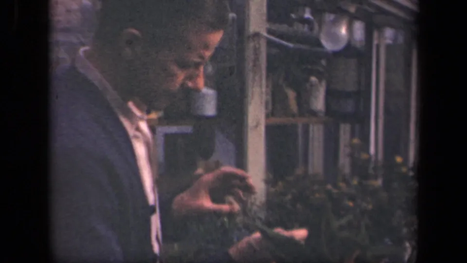 The man looks down at plant material in his hands while standing close to shrubs and windows in the 1941 New York scene.