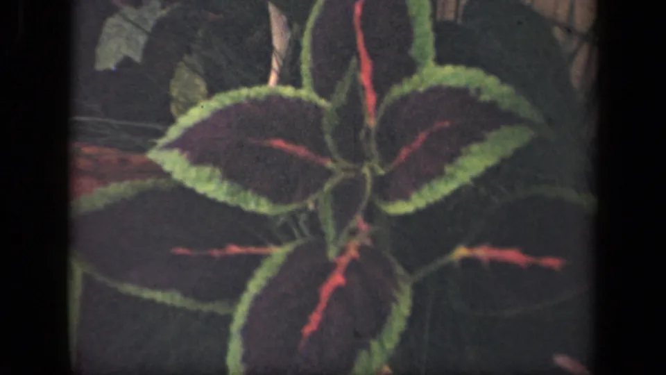 A close 8mm view shows the plant's red-centered, green-edged leaves, with the surrounding garden softened in the background.