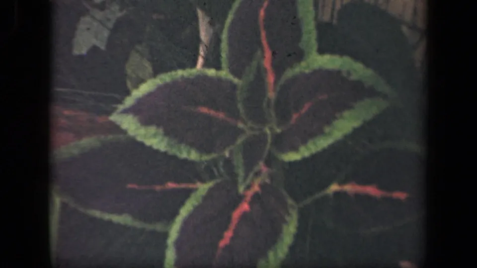 The clip ends on a close view of the variegated plant, emphasizing its dark red leaves with bright green borders in the garden.