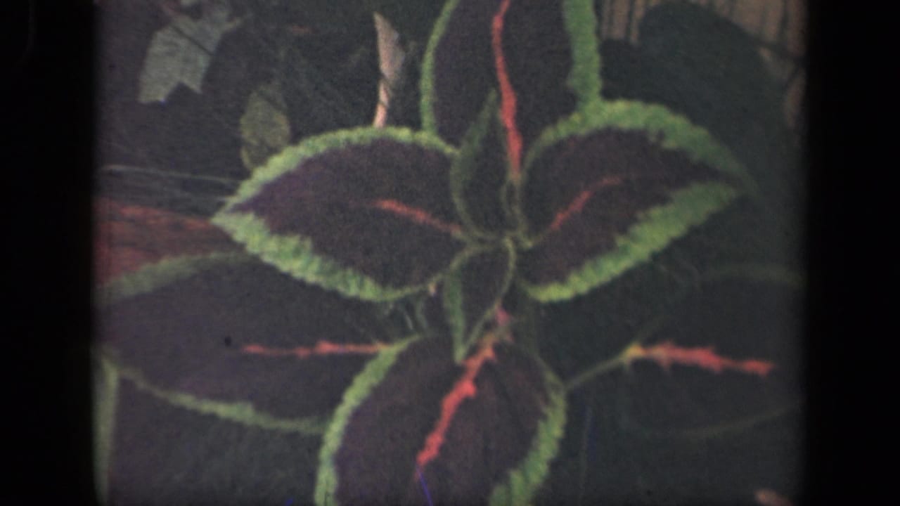 1941 New York 8mm close-up of a coleus plant with dark leaves, green margins, and red-pink veins in soft natural light.