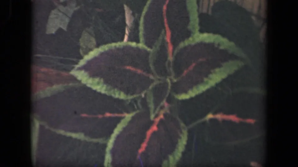 1941 New York 8mm close-up of a coleus plant with dark leaves, green margins, and red-pink veins in soft natural light.