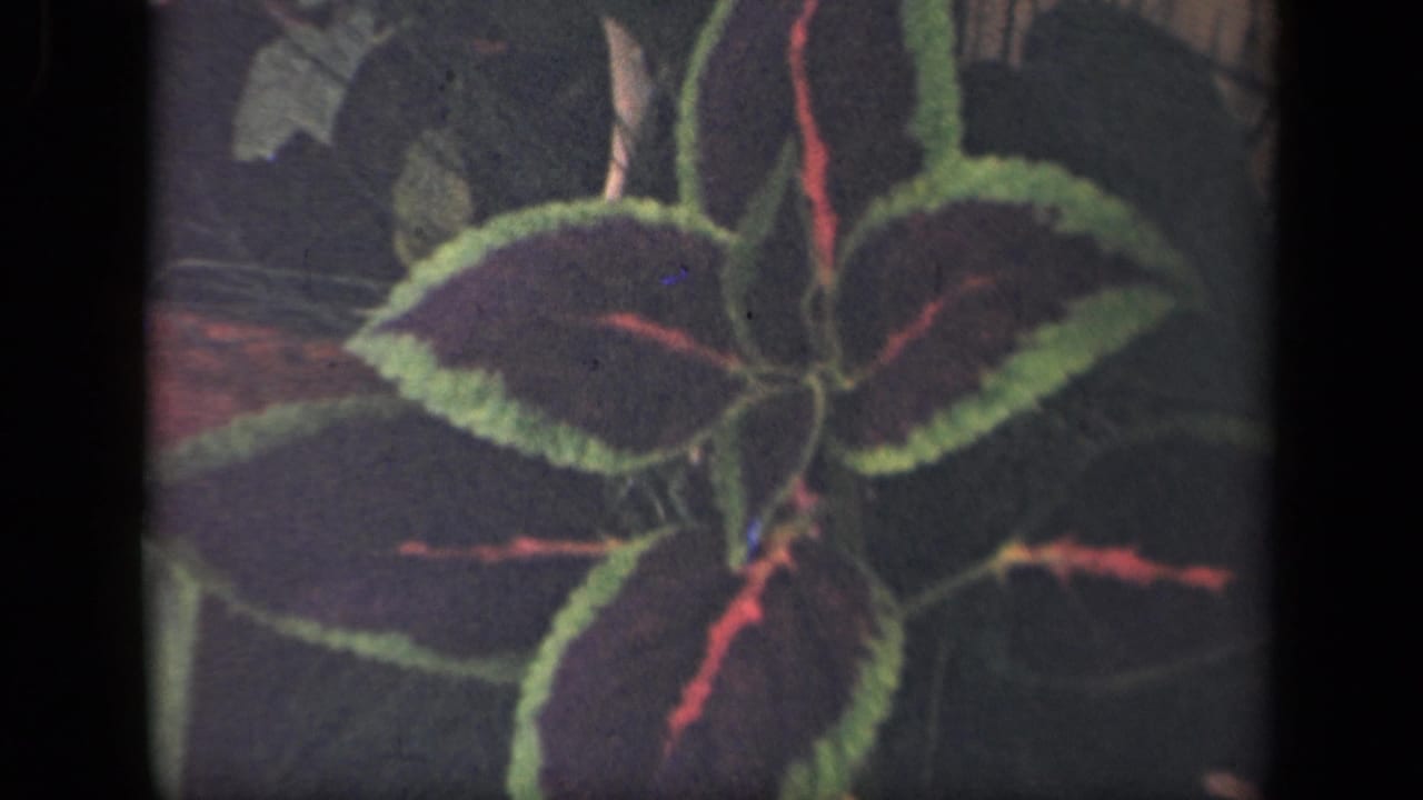 The 8mm frame holds on variegated coleus foliage, showing green leaf borders, red veins, and a dim garden background.