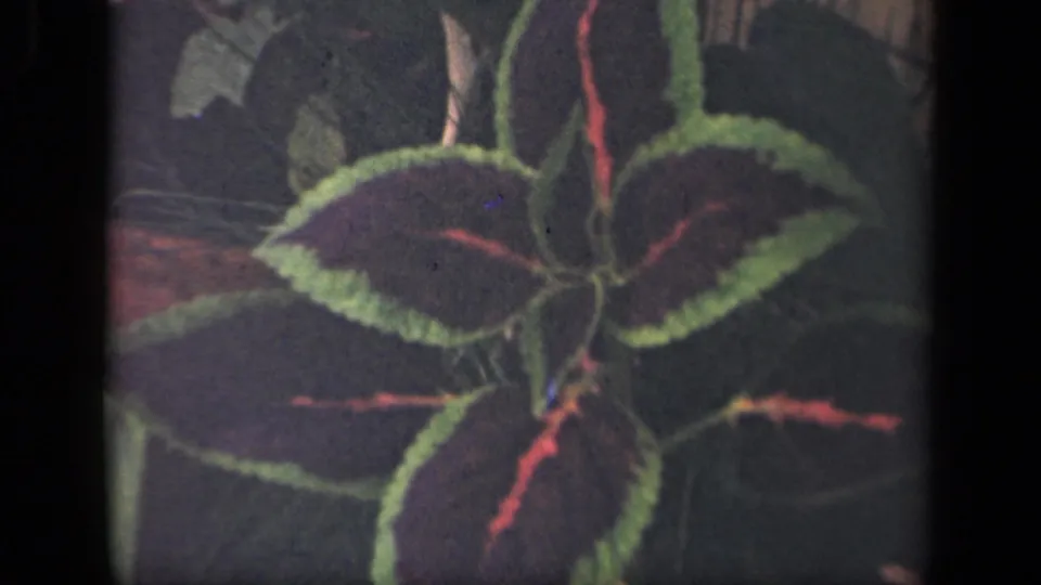 The 8mm frame holds on variegated coleus foliage, showing green leaf borders, red veins, and a dim garden background.