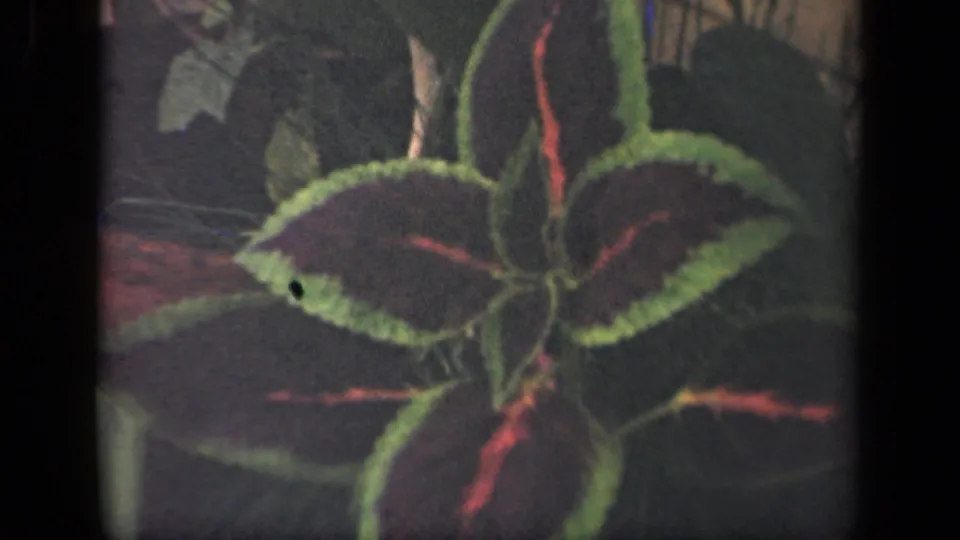 A soft 1941 home-movie frame shows overlapping coleus leaves with green edging and red streaks against a muted garden setting.
