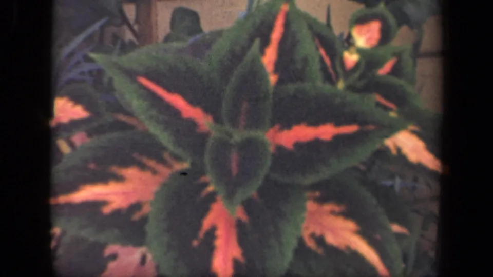 A slightly wider 8mm view shows the coleus plant's star-like arrangement of red and green leaves with soft garden shapes behind it.