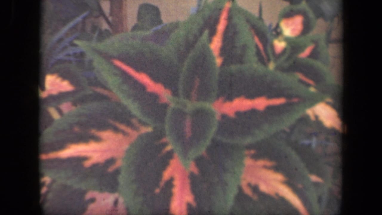 Close view of green leaves with reddish-orange markings on a vintage film frame.